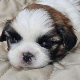 Blue collar boy - Tricolor male Shih Tzu puppy in Woodsfield, Ohio from ROSE LANE SHIH TZUS