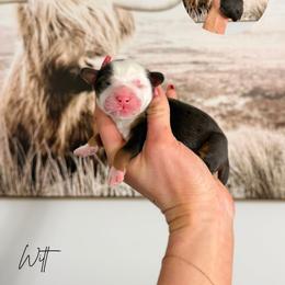 Witt - Merle male Bernedoodle puppy in Wamego, Kansas from Doodles of Oz
