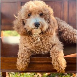 Rudy - Goldendoodle