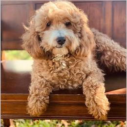 Rudy - Goldendoodle