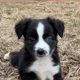 Miniature Australian Shepherds and Toy Australian Shepherds from Aussies by Mary at Temple Ranches