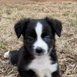 Miniature Australian Shepherds and Toy Australian Shepherds from Aussies by Mary at Temple Ranches
