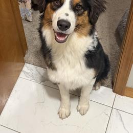 Quinn - Black tri-color female Australian Shepherd puppy in Stanwood, Michigan from Double T Aussies