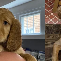 Double Doodle All Grown Up from COCKADOODLEPOO