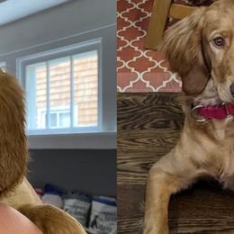 Double Doodle All Grown Up from COCKADOODLEPOO