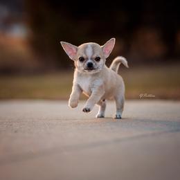 Chihuahua Puppies from DiLusso Chihuahuas