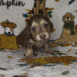 Autumn - Chocolate and cream female Dachshund puppy in Poteau, Oklahoma from Sisters Dazzling Dachshunds