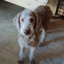 Diesel - Caramel red male Labradoodle puppy in Henderson, Nevada from Hills labradoodles