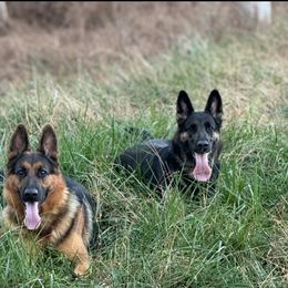 German Shepherd Puppies from AB_Elite_GSD