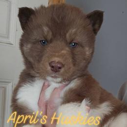 Yellow collar girl - Red and white female Siberian Husky puppy in Terre Haute, Indiana from April's Huskies