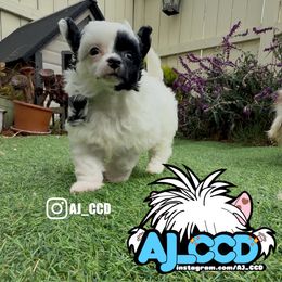 Labubu - Black and white male Chinese Crested puppy in San Francisco, California from Aj_CCD