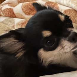 Chihuahuas from Carroll’s Chihuahuas