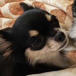 Chihuahuas from Carroll’s Chihuahuas