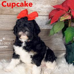 Cupcake - Black and white female Bernedoodle puppy in Heyworth, Illinois from Cobble Creek Puppies