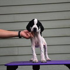 Curly-Coated Retrievers and Pointers from Avalon Pointers