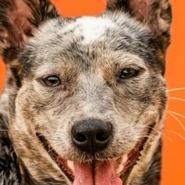 Australian Cattle Dogs and Cardigan Welsh Corgis from Shinra Cardigans and Teyvat ACDs