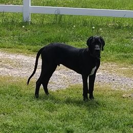 Great Dane All Grown Up from Pigeon Mtn. House of Danes