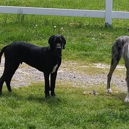 Great Dane All Grown Up from Pigeon Mtn. House of Danes