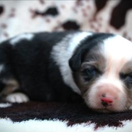 Hattie - Blue merle female Miniature Australian Shepherd puppy in Ixonia, Wisconsin from Hunt N Oaks