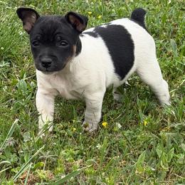 Girl 1 - Black tan and white female Rat Terrier puppy in Bee Branch, Arkansas from Rust Creek Rat Terrier’s