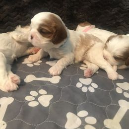 Cavalier King Charles Spaniel Puppies from Christina’s Cavaliers