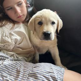 Girl 1- Maroon collar girl - Yellow female Labrador Retriever puppy in Isanti, Minnesota from Four Corners Family Labs