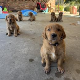 Golden Retriever Puppies from Pawmetto Goldens