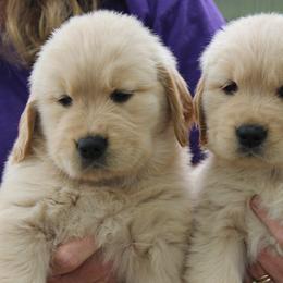 Golden Retriever Puppies from True Magic Goldens