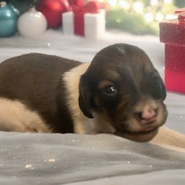 Tristan - Red male Dachshund puppy in Sharon Springs, New York from Show Us The Way Homestead