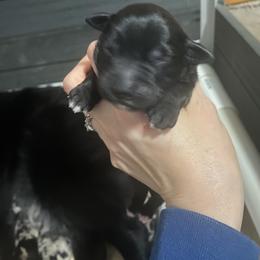 Boy 6 - Black & white male Australian Shepherd puppy in Wisconsin Dells, Wisconsin from Nicara kennel