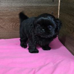 Min Girl - Black female Shih Tzu puppy in Meadows Of Dan, Virginia from Walt’s Shih Tzus