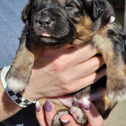Aussiedoodle Puppies from Branch Creek Aussies and Doodles