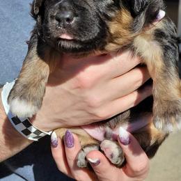 Aussiedoodle Puppies from Branch Creek Aussies and Doodles