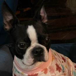 Boston Terriers and Pugs from D&S Kennels