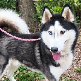 Koda - Siberian Husky