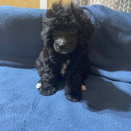 Tracker - Parti male Poodle puppy in Florence County, South Carolina from Modern Family Standards