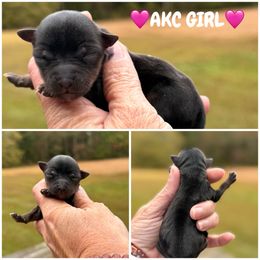 Girl number 2 - Black and tan female Yorkshire Terrier puppy in Statham, Georgia from The Yorkie Love Shack