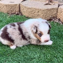 Pecan - Red merle male Australian Shepherd puppy in Mount Vernon, Texas from RJ's Aussie Posse