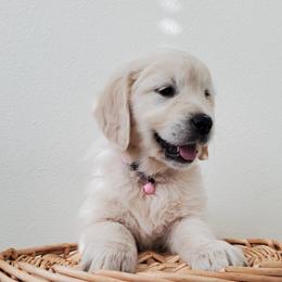 Girl 1 - Light golden female Golden Retriever puppy in Marysville, Washington from Eagle River Golden Retriever Farm