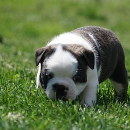 Boston Terrier Puppies from Kingston Boston Terriers