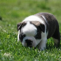 Boston Terrier Puppies from Kingston Boston Terriers