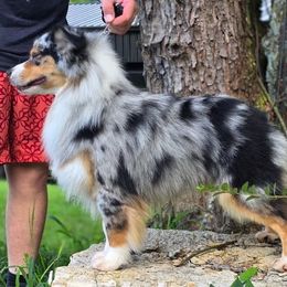 Dionysus - Blue merle male Miniature American Shepherd puppy in Bowling Green, Kentucky from Flawlessly Kennel
