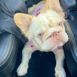 French Bulldog All Grown Up from Kallie’s Kennel