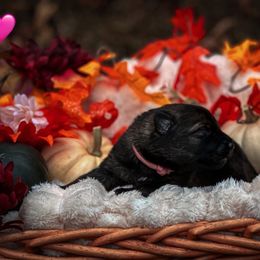 Morticia (Pink Collar) - Sable female German Shepherd puppy in Chattanooga, Tennessee from Lucianhaus