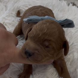 Bear - Red  male Goldendoodle puppy in Richmond, Texas from Harper’s Heartbeats