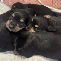 Dachshund puppies from Kelsie Delavergne