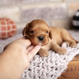 Ruby Boy 1 - Ruby male Cavalier King Charles Spaniel puppy in Grand Prairie, Texas from Westchester Cavaliers