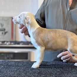 Atlas - White and fawn male Whippet puppy in Sugar Valley, Georgia from Pinnacle Farm and Kennel