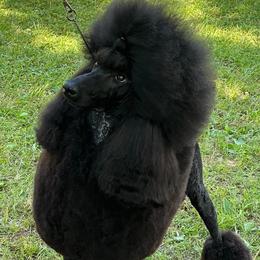 Flame - Poodle