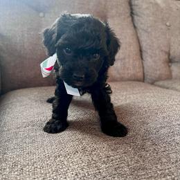 Michael - male Aussiedoodle puppy in Utica, Ohio from Poodle Me Crazy